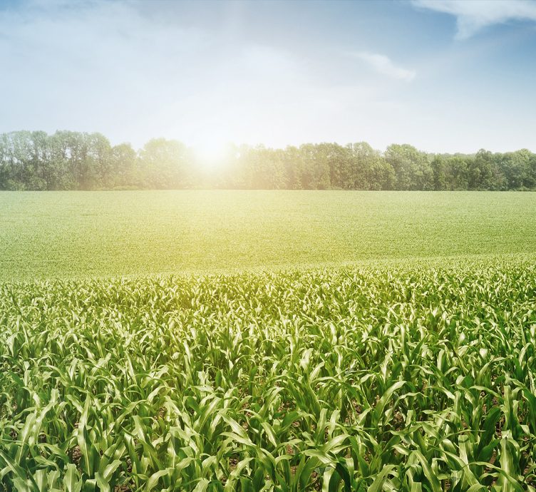 The Art and Science of Investing in Farmland